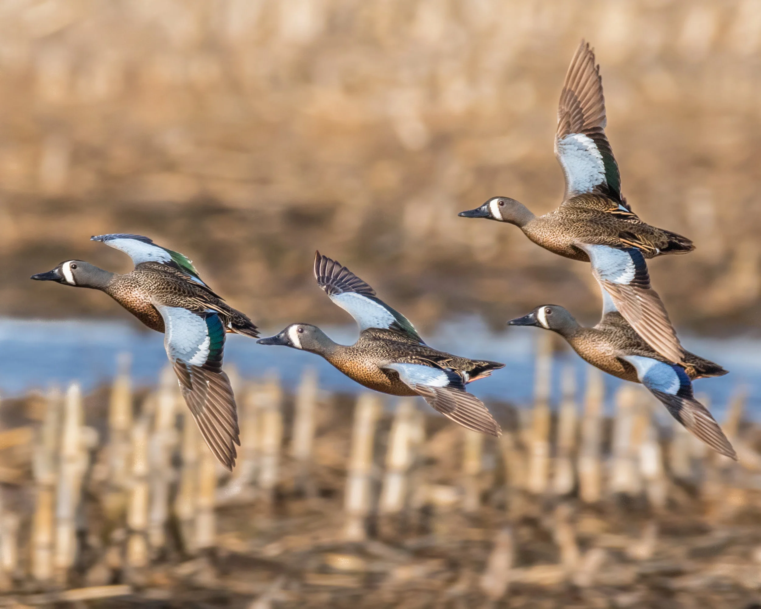 Blue-winged Teal8x10.jpg