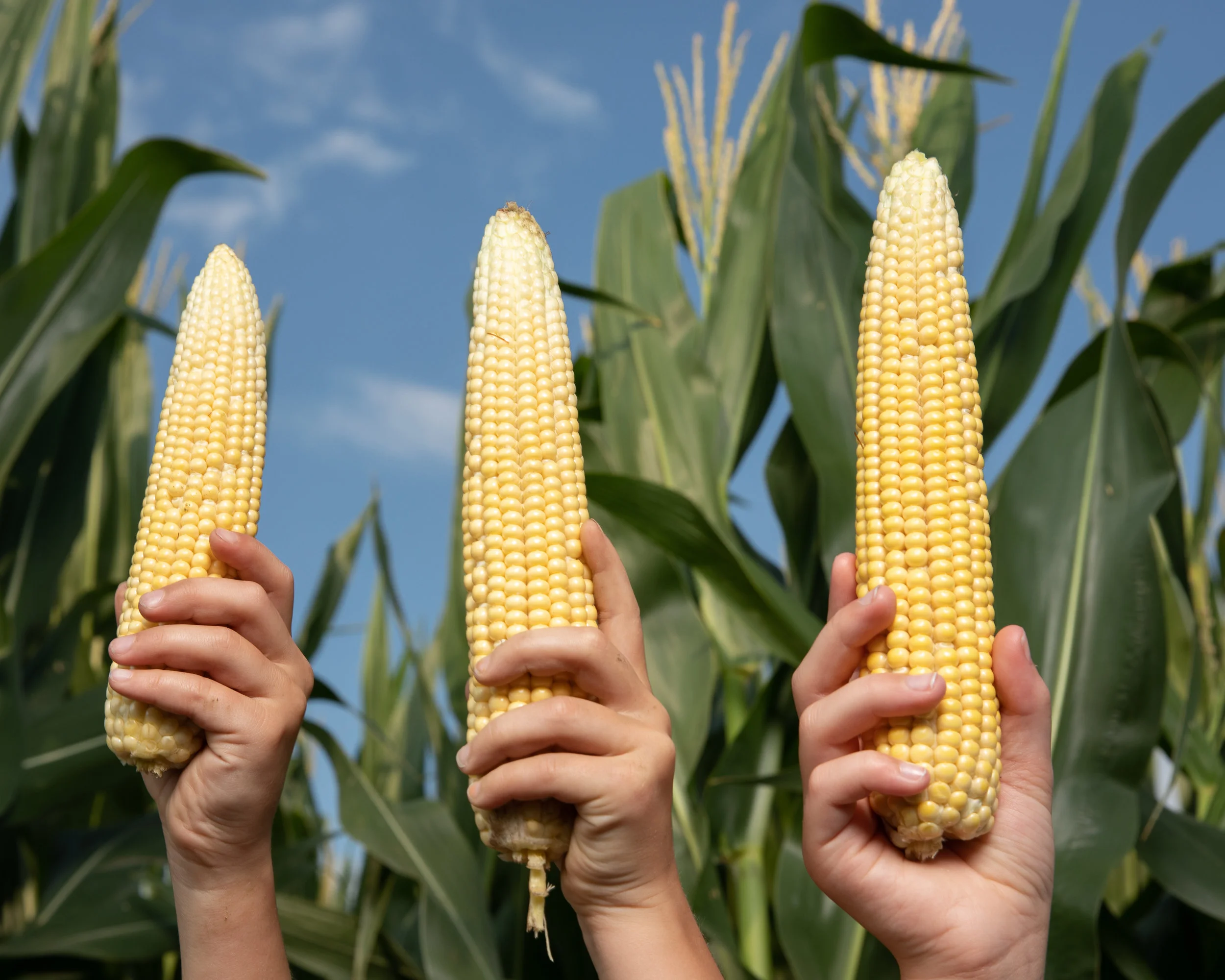 KS CORN Phase4-McCauley-39.jpg