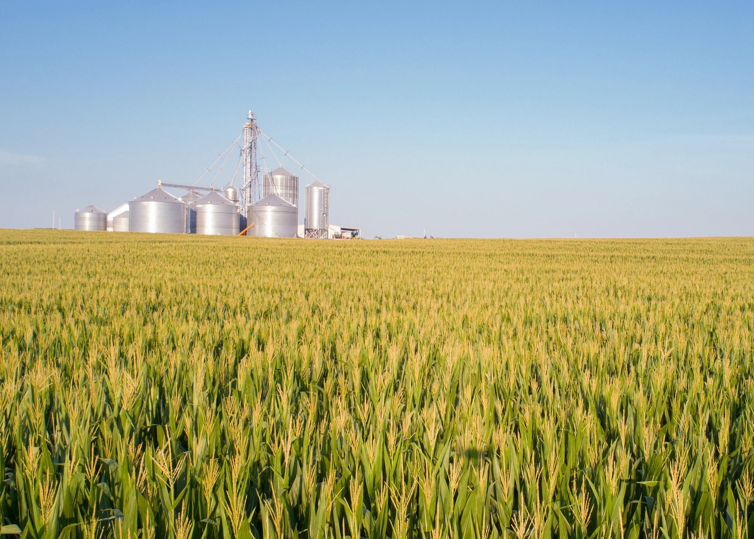 KS CORN Phase4-McCauley-66.jpg