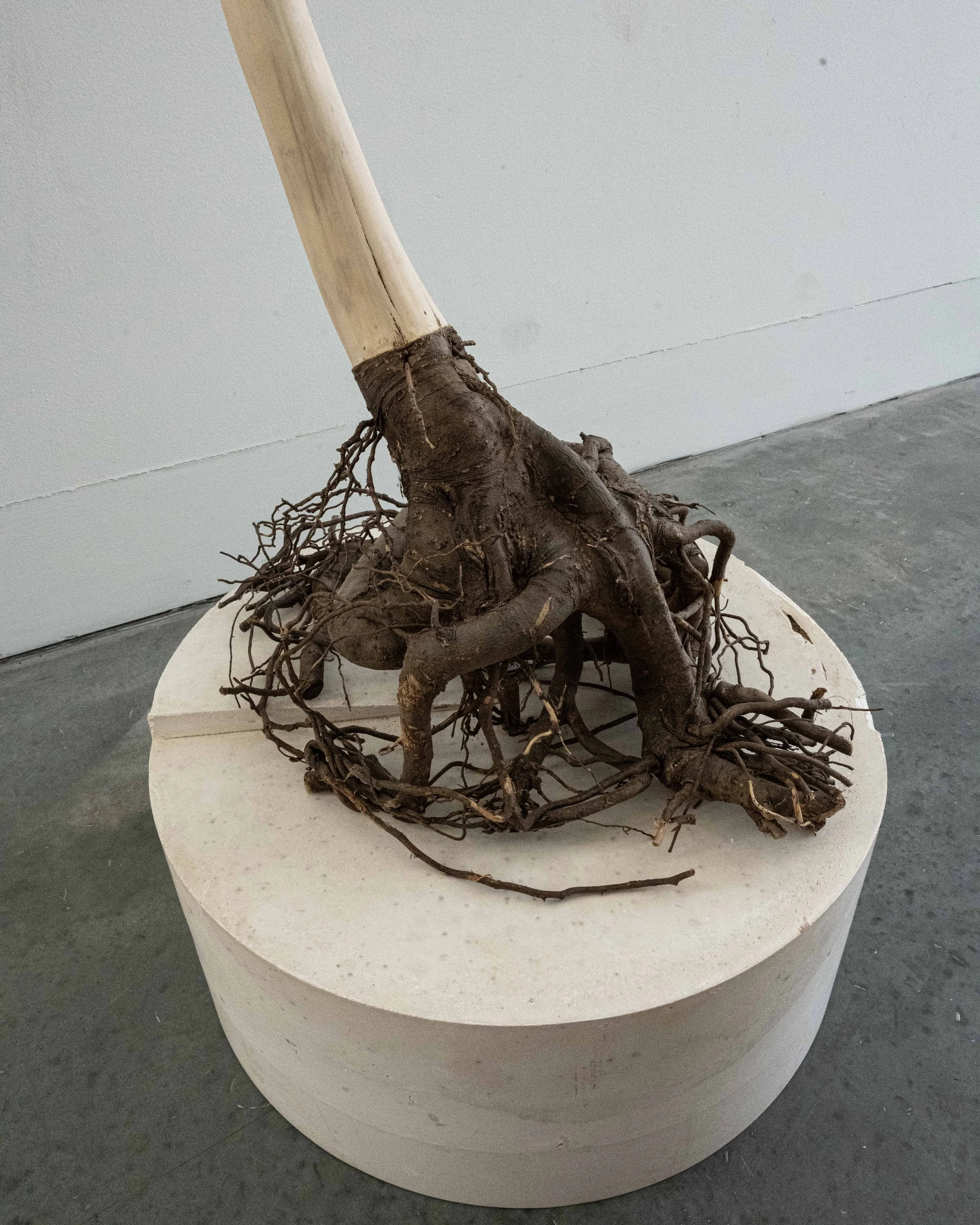 Tree of Life – Tree of Death