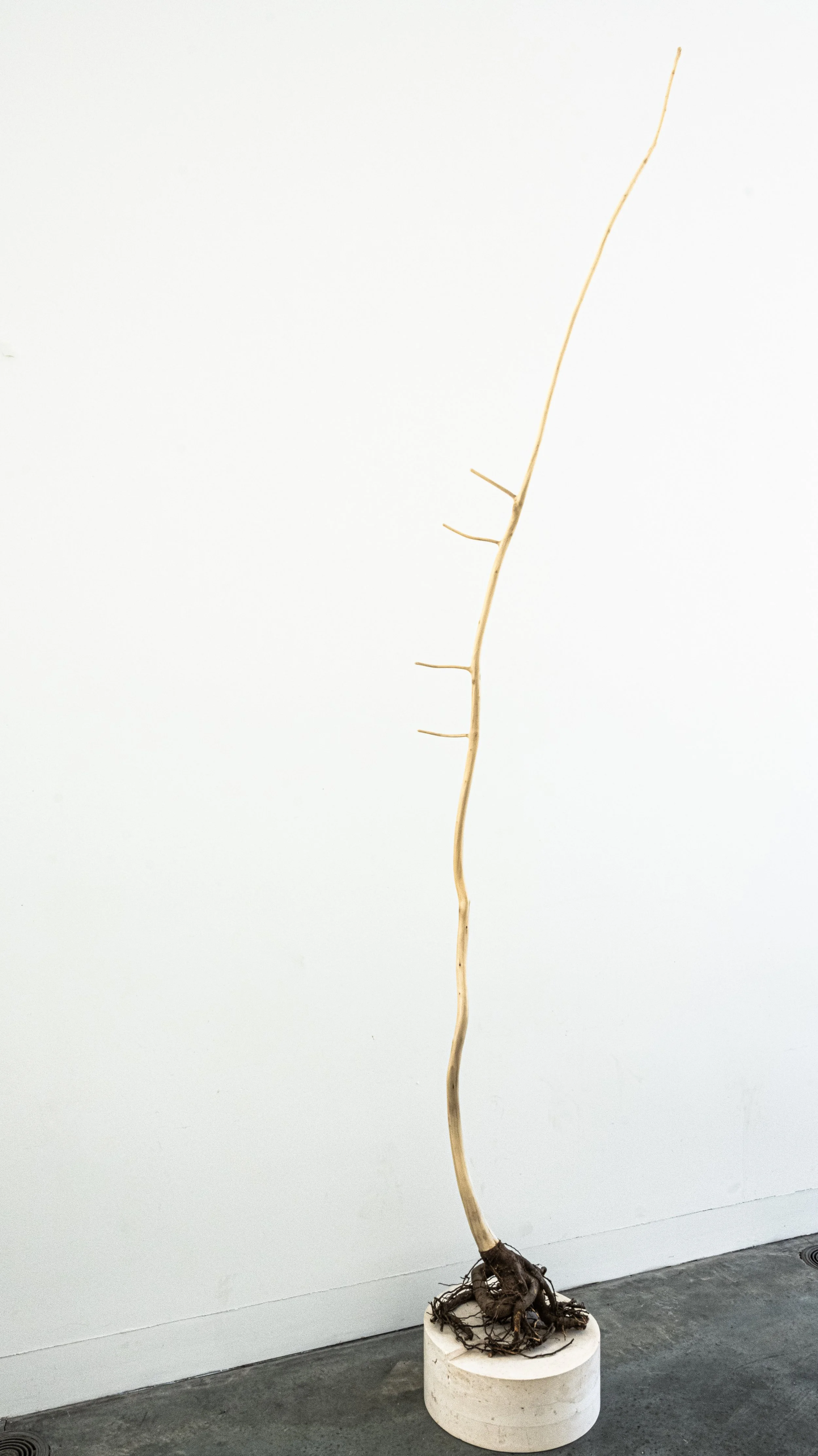 3.Tree of Life - Tree of Death.jpg