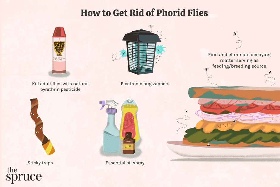 HowtoGetRidofPhoridFlies_2656190_Color-e2064770f6f641aea0279e5aa6a7ea4e.png