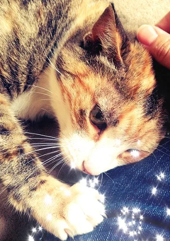 Mitten