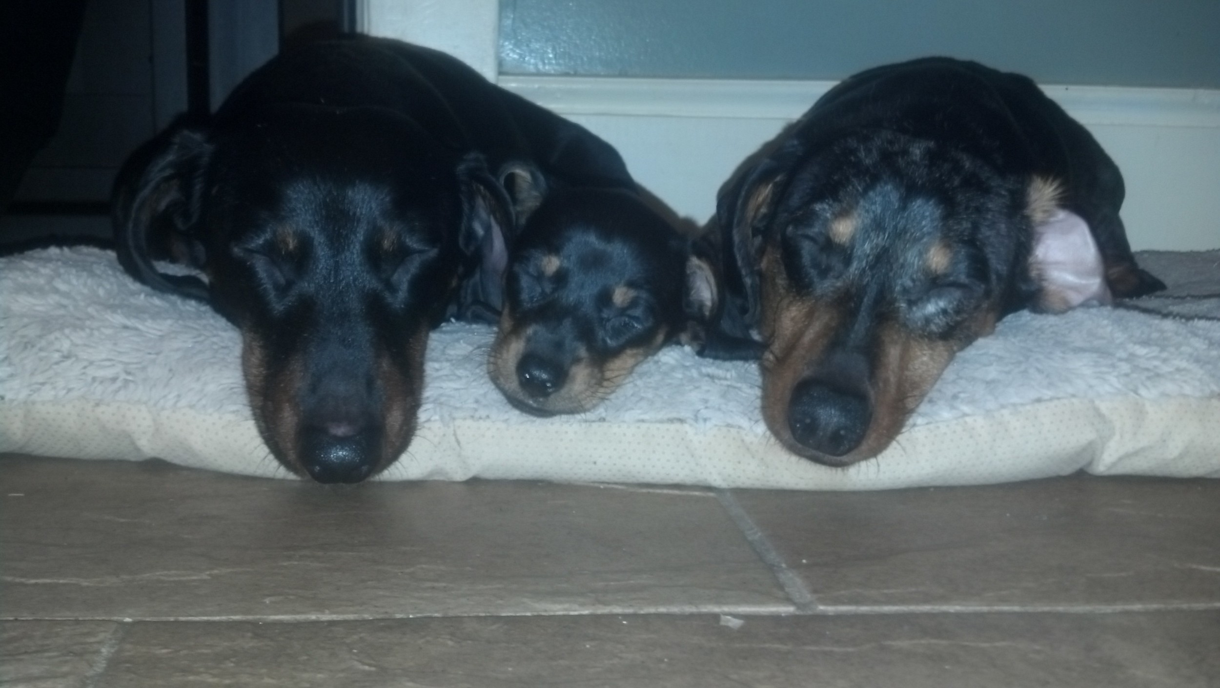 Lucy, Honey & Ricky