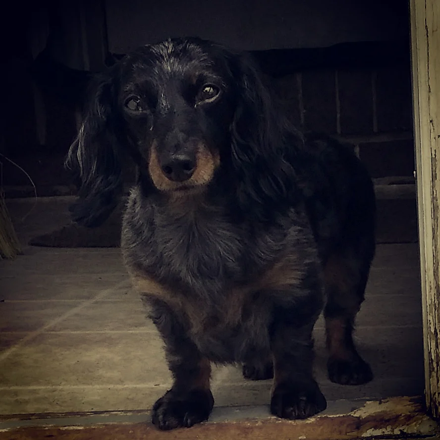 Violet