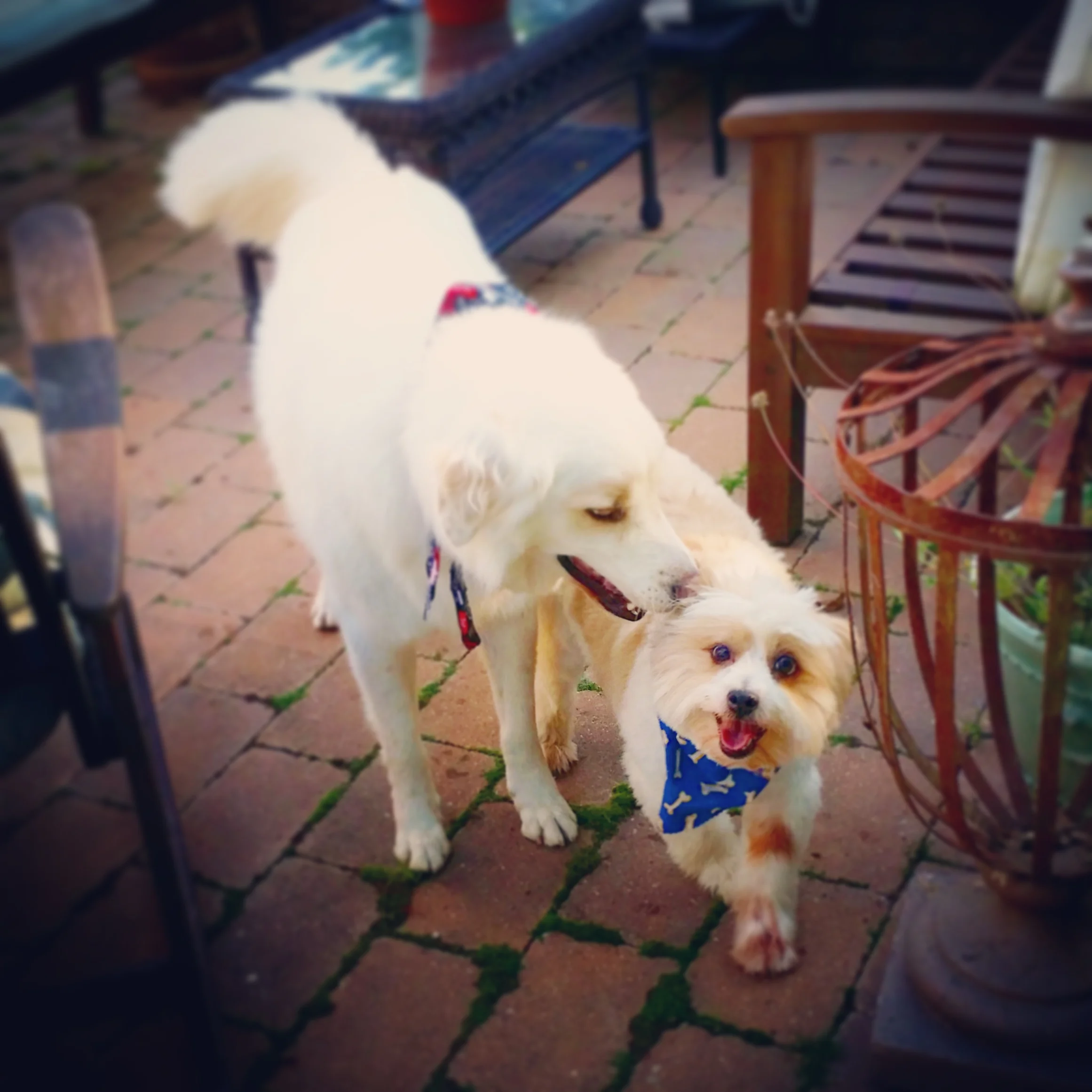 Chai & Bogey