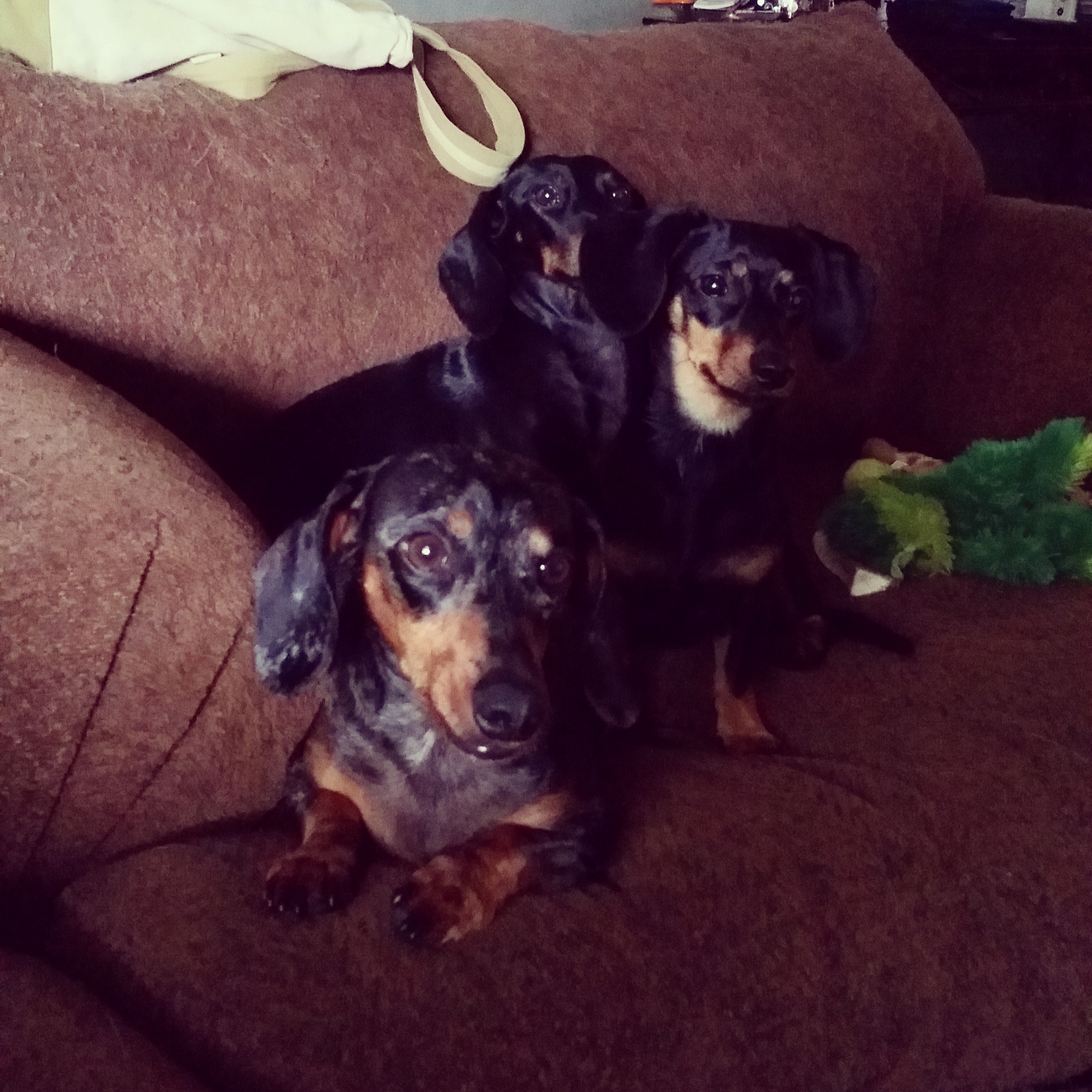 Ricky, Lucy & Honey