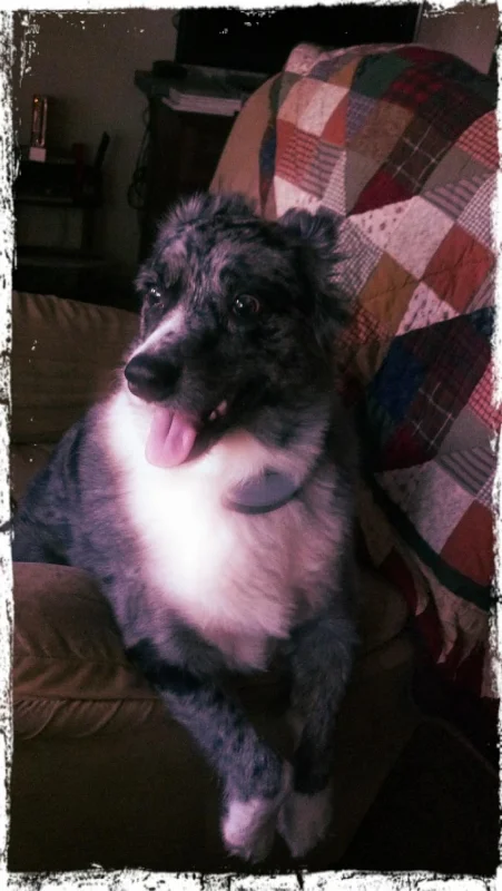Kipper