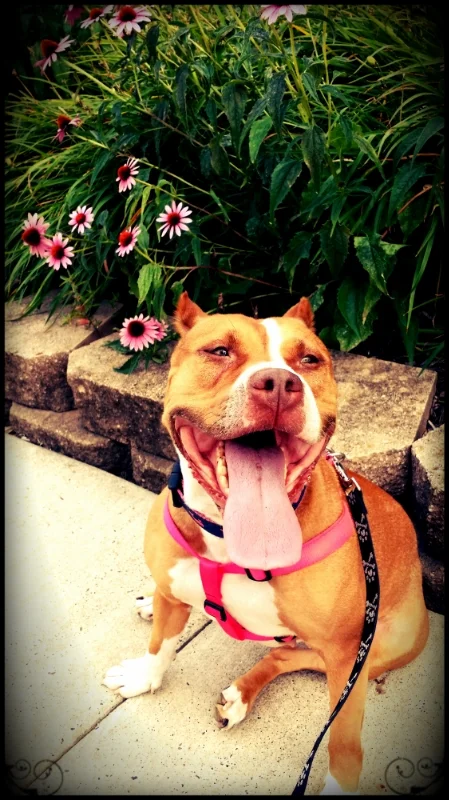 Lola