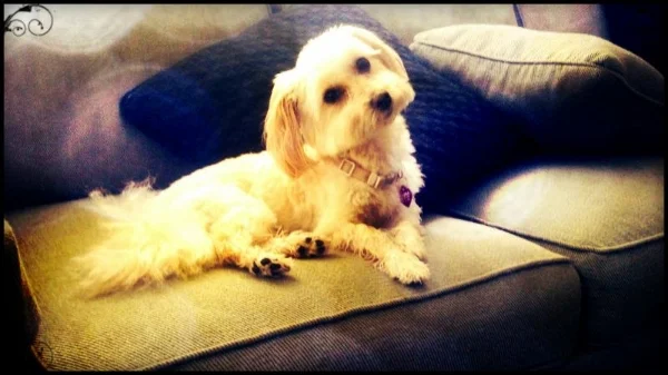 Annabella