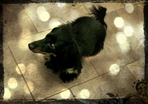 Daisy
