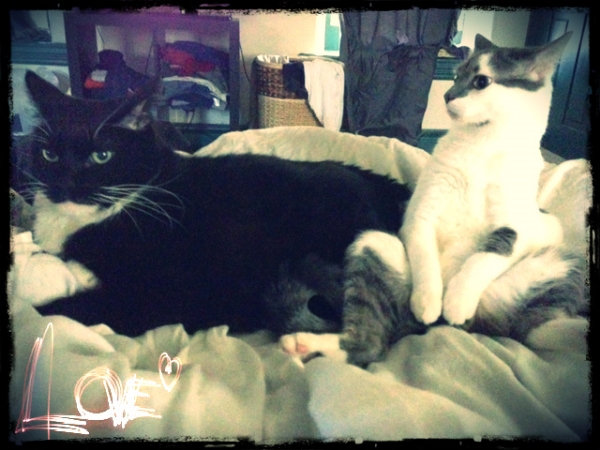 Michiba & Schrodinger