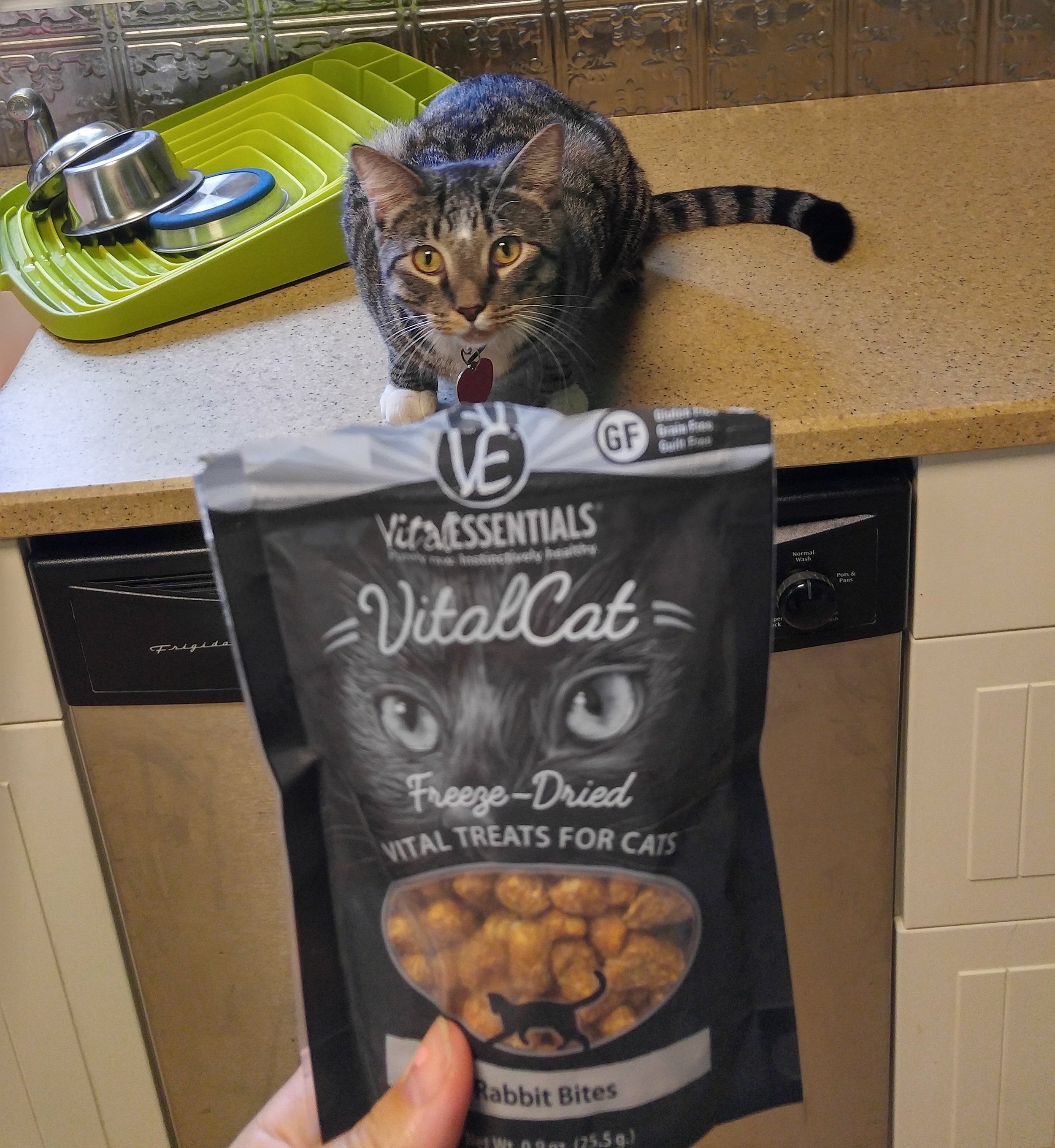 Our cat sitting client, Maynard waits for his freeze dried rabbit treat. He LOVES his raw diet!
