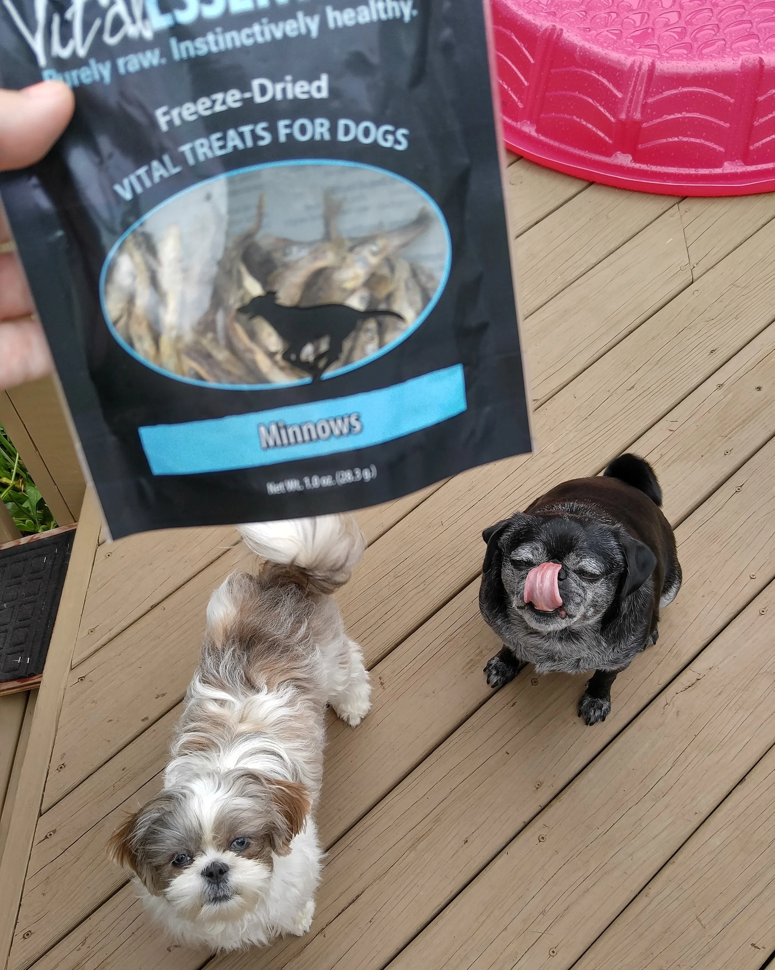 Clients, Sophie and Hershey LOVE Vital Essentials dried Minnows