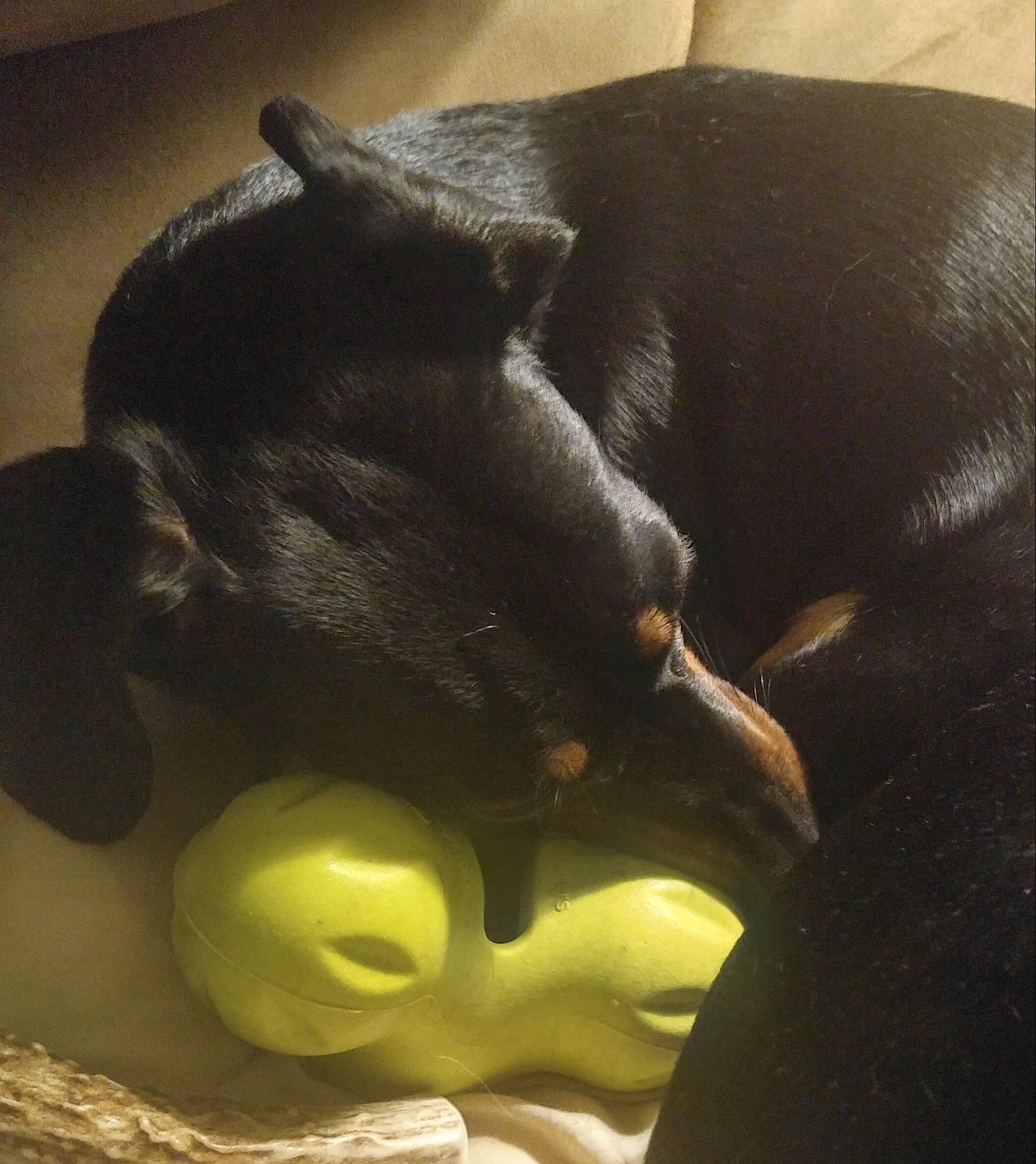 Honey often falls asleep on her Tux