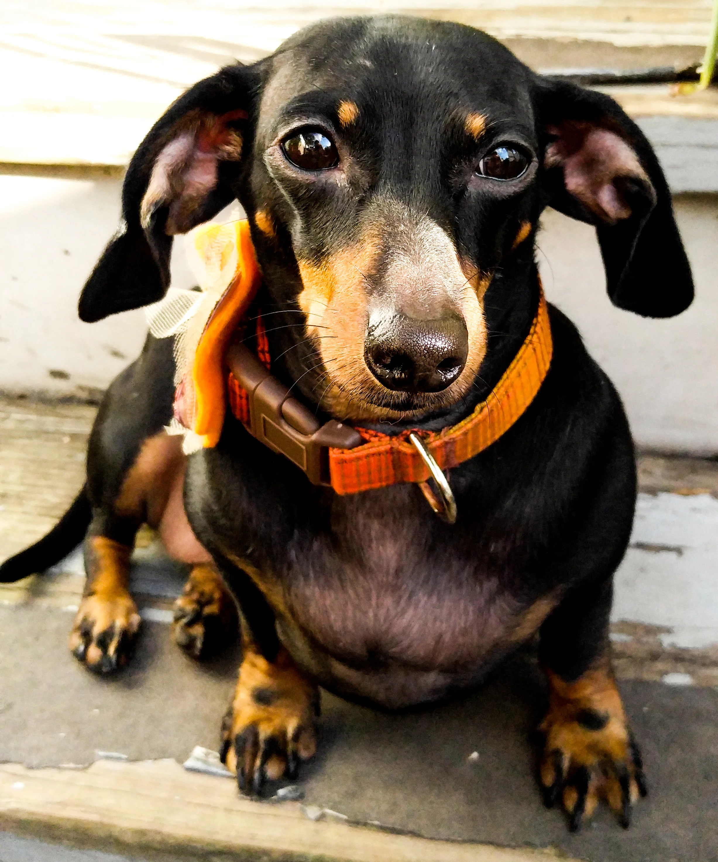 Miss Molly
