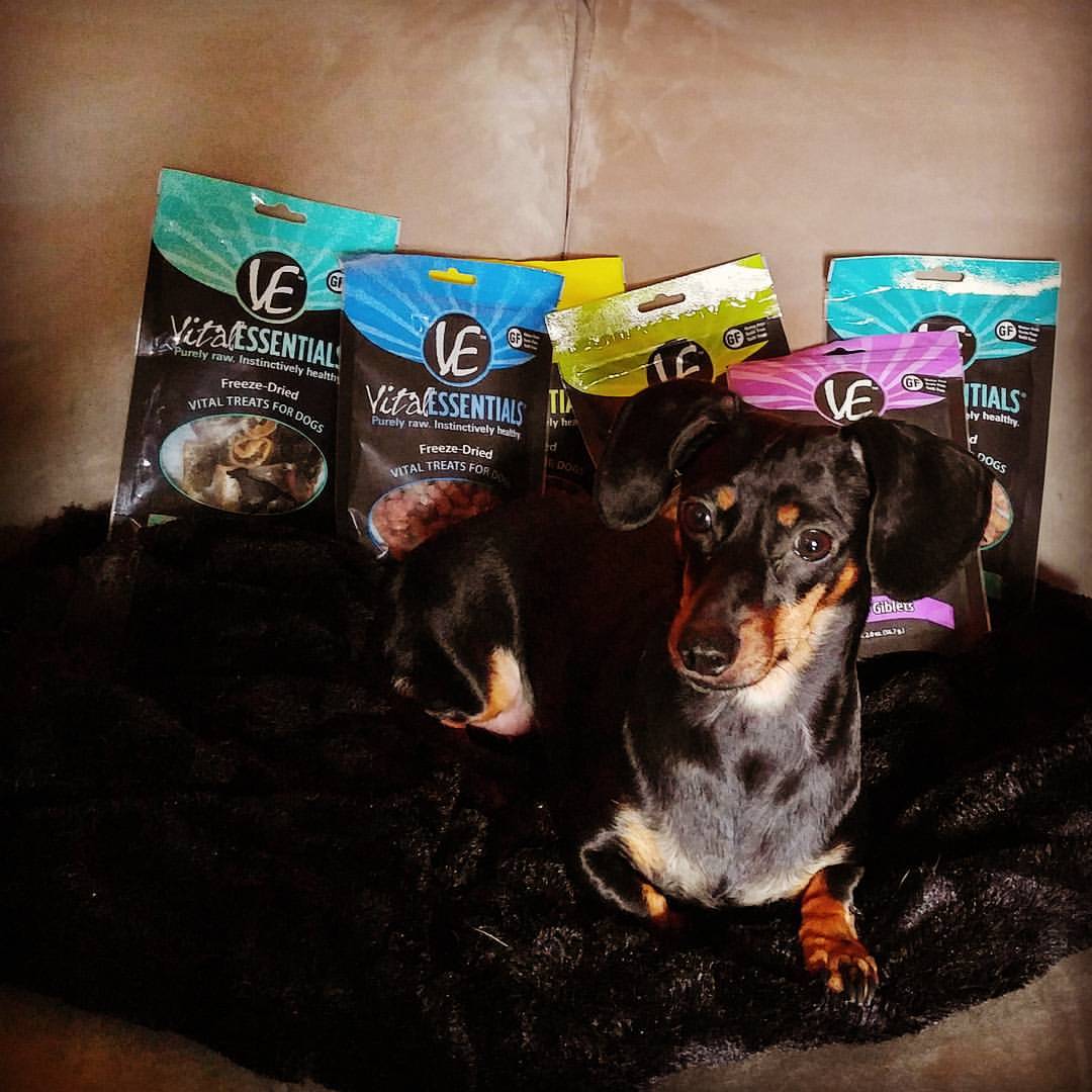Our Honey dog LOVES her Vital Essentials!