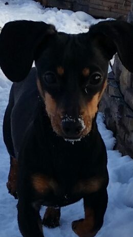 Honey loves to dig in the snow.