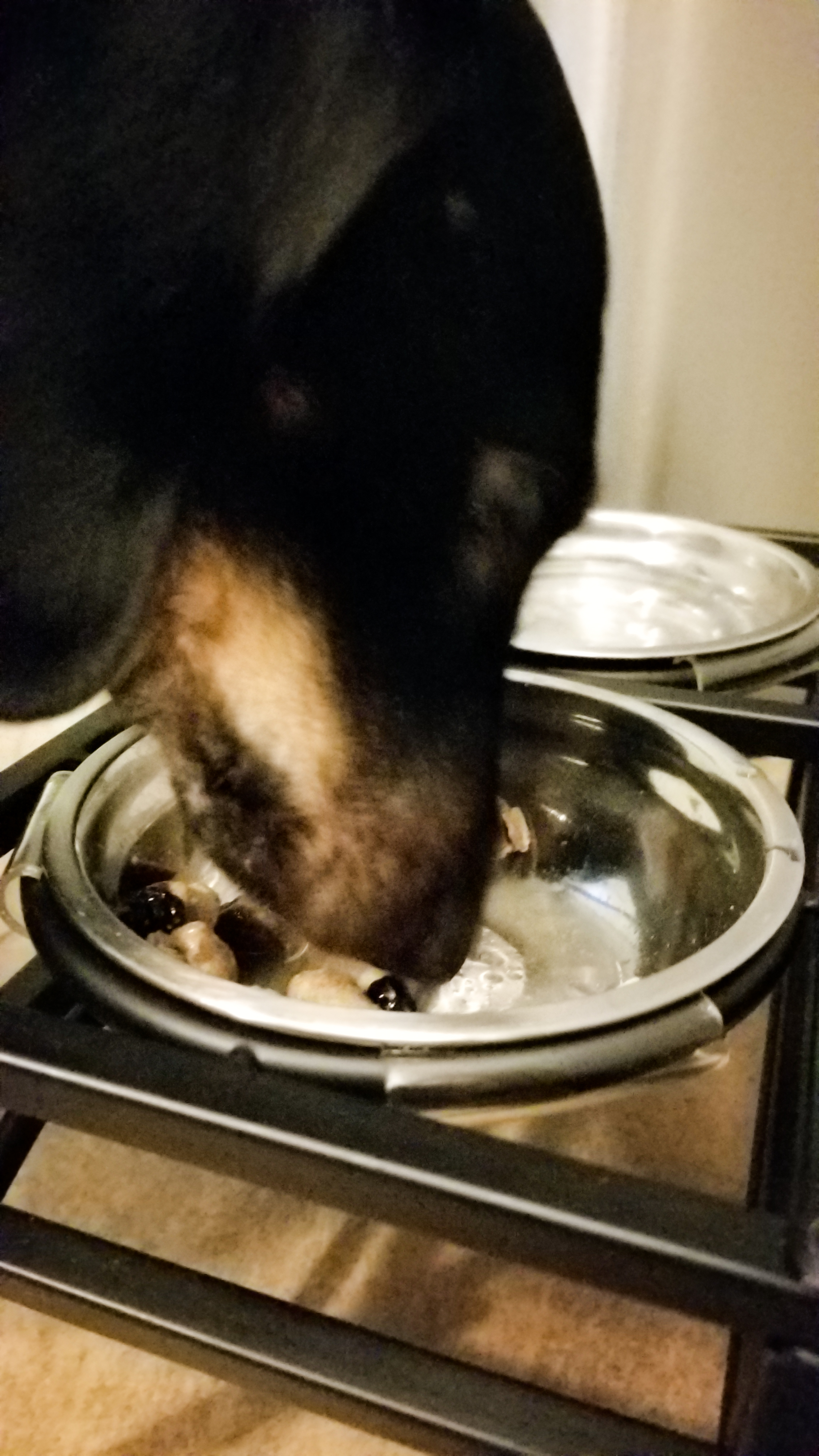 Lucy kept eating it so fast, I could barely take a picture!