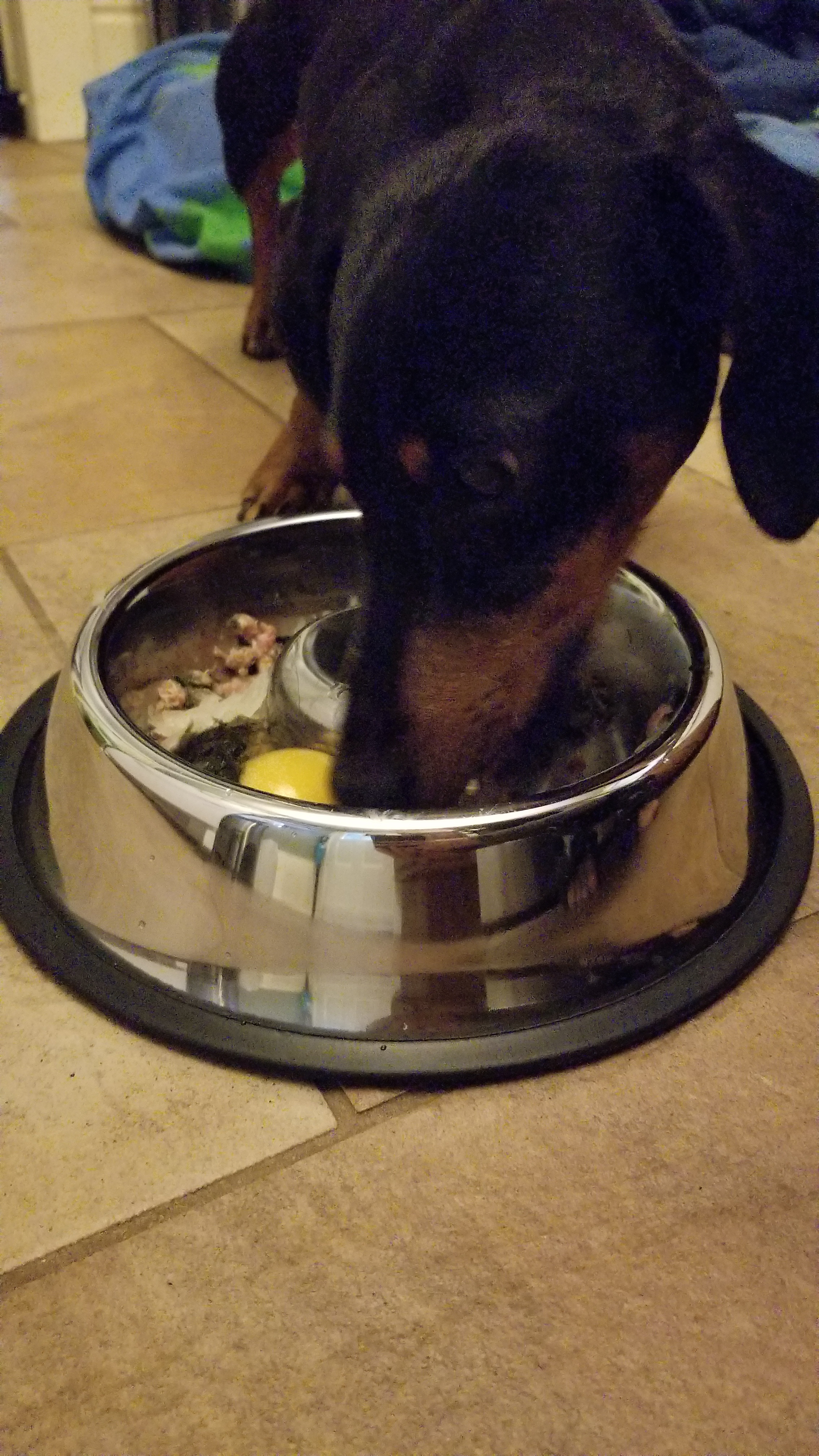 Stanley enjoys a hearty home prepared breakfast from this Wiser Pet slow feeder bowl