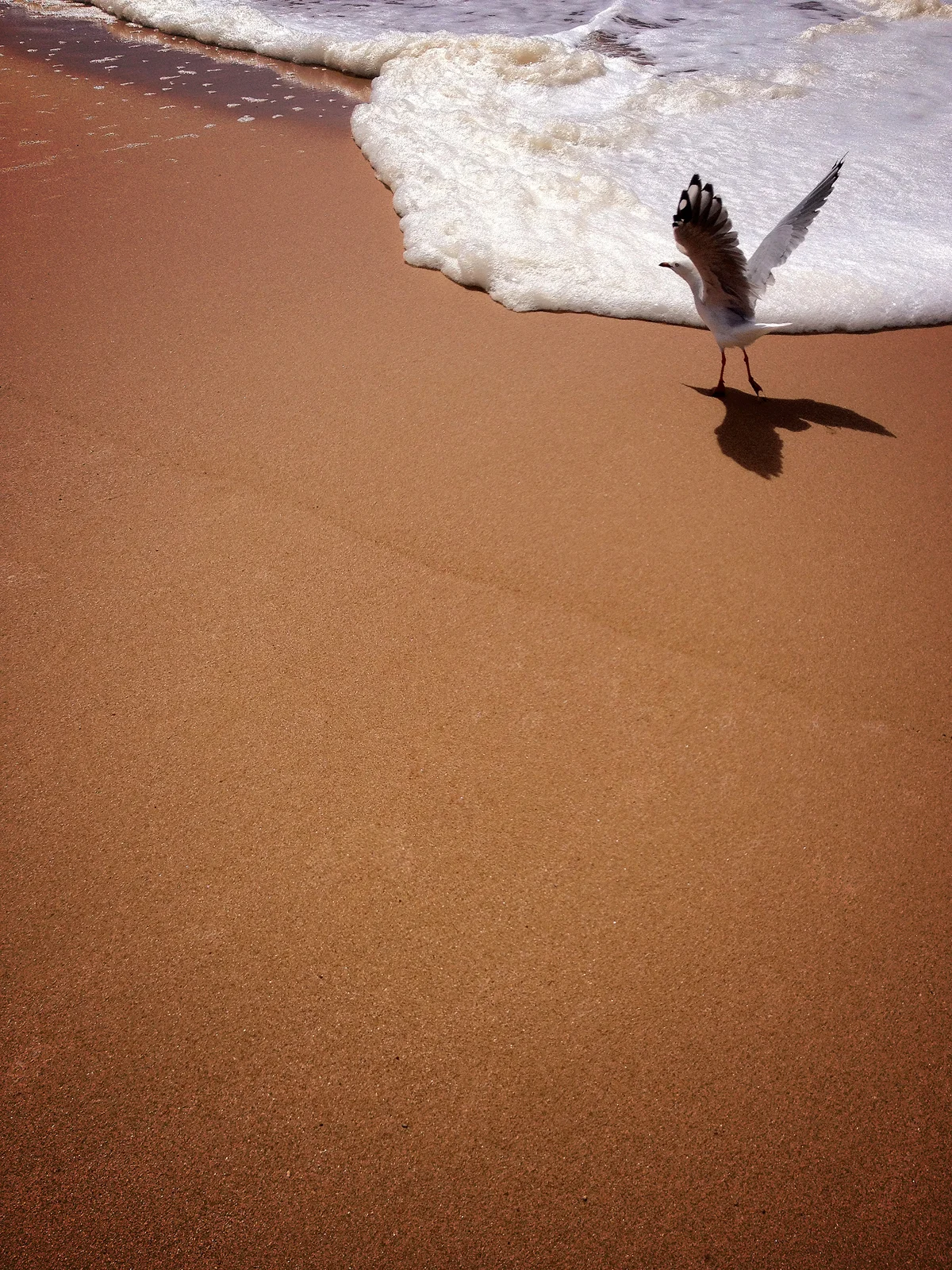 Strutting seagull.jpg