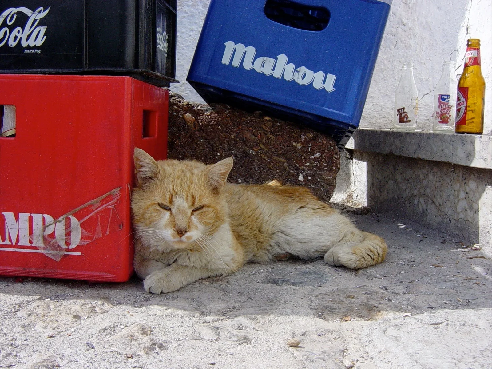 Gato_SPAIN.jpg