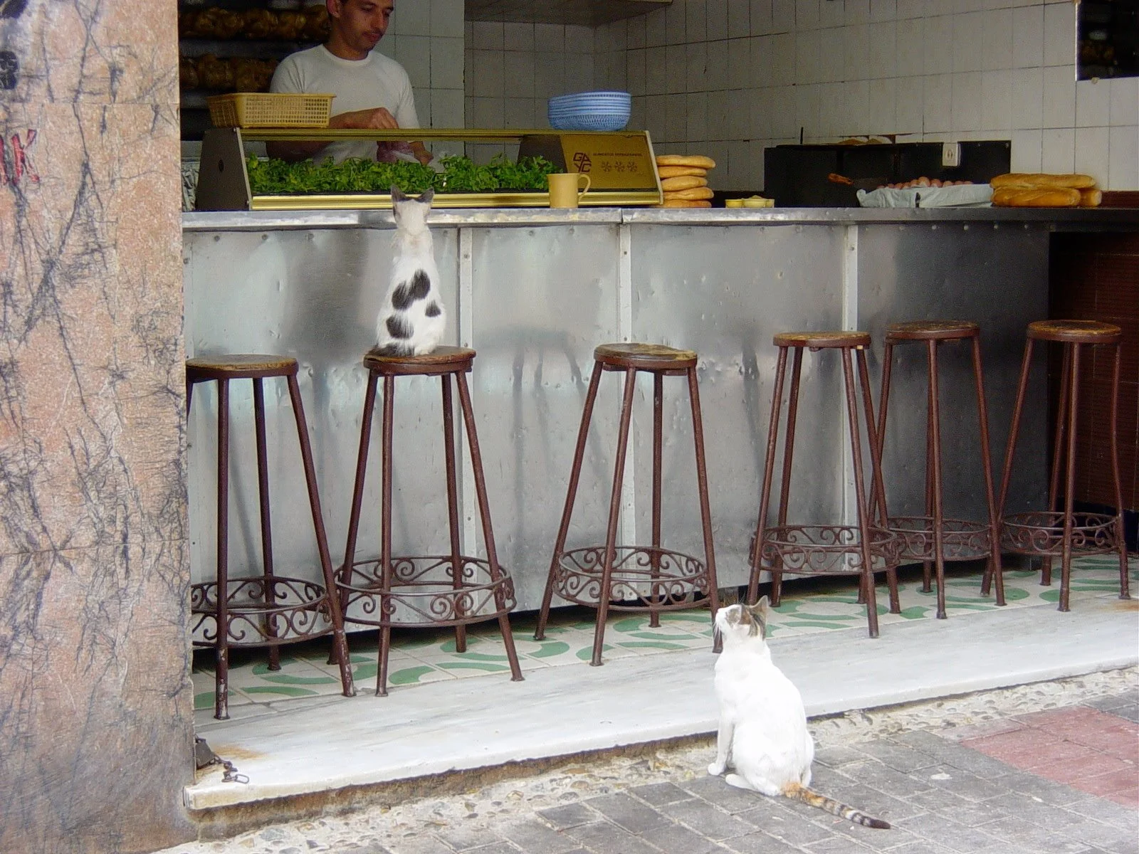 Tanjiercats.jpg