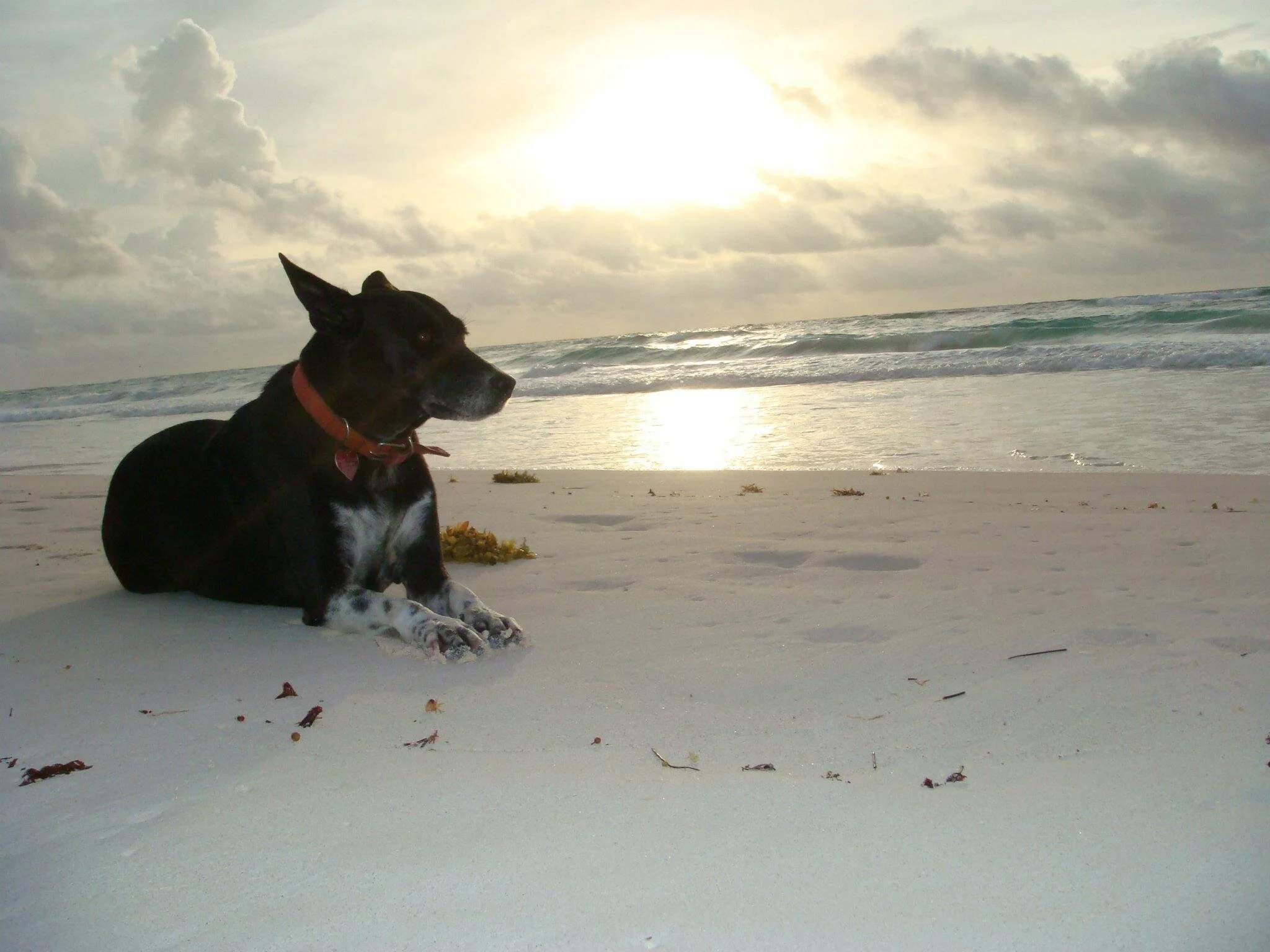 Tulum_dog.jpg