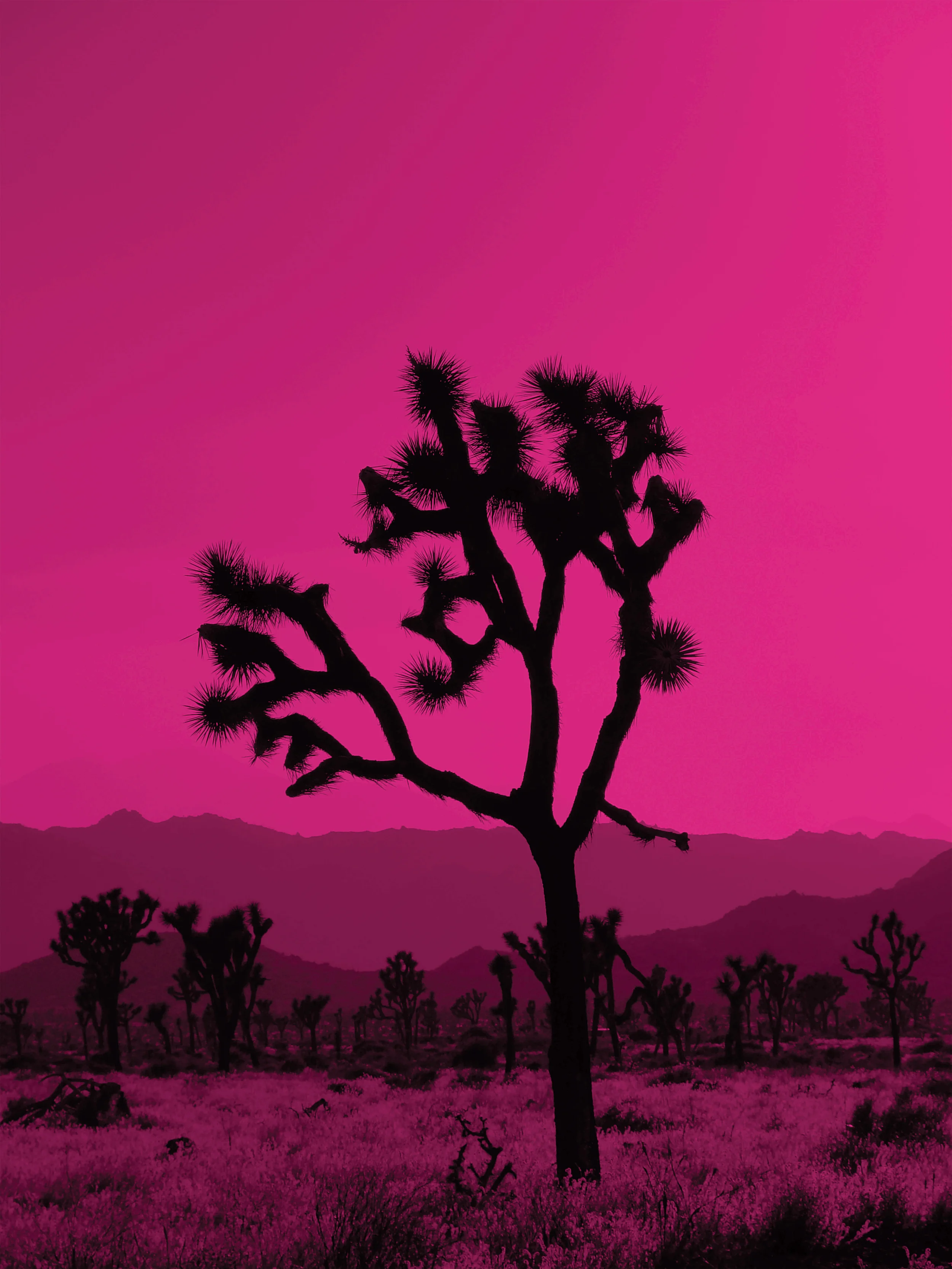 joshua tree3_magenta 2.jpg