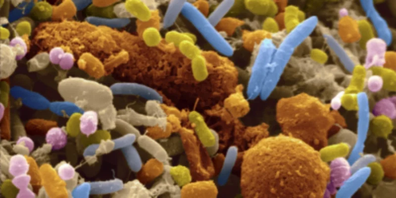 gut bacteria.jpg