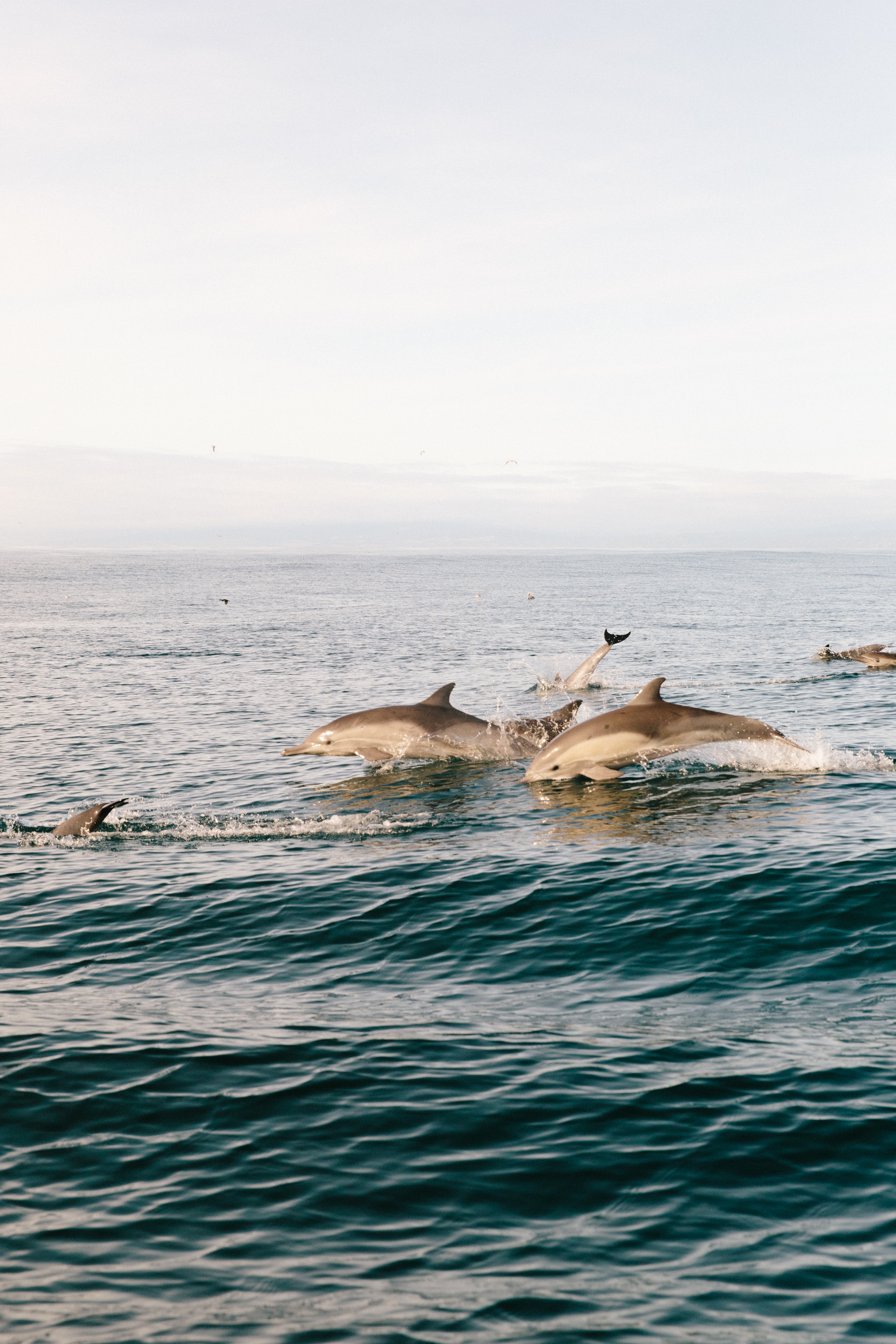 MONTEREY_Whale Watching-23.jpg