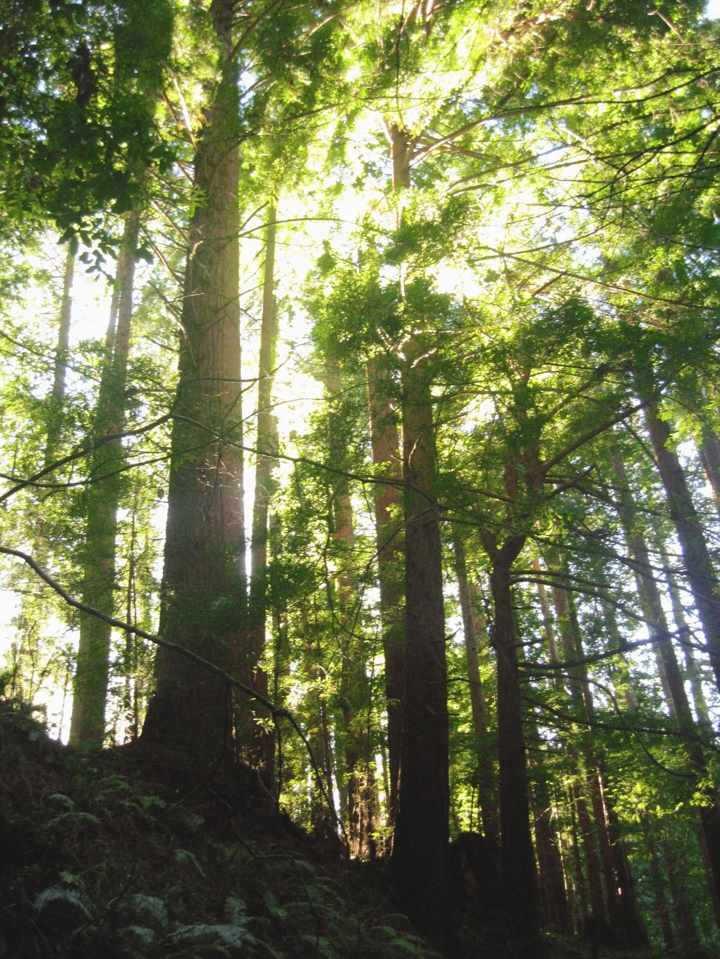 A little bit of &lsquo;Soonery in San Fran