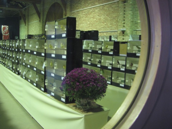 Een foto van enkele jaren terug, genomen op de tentoonstelling van De Witte Valk Opwijk door het venstertje van de deur aan de inkom.