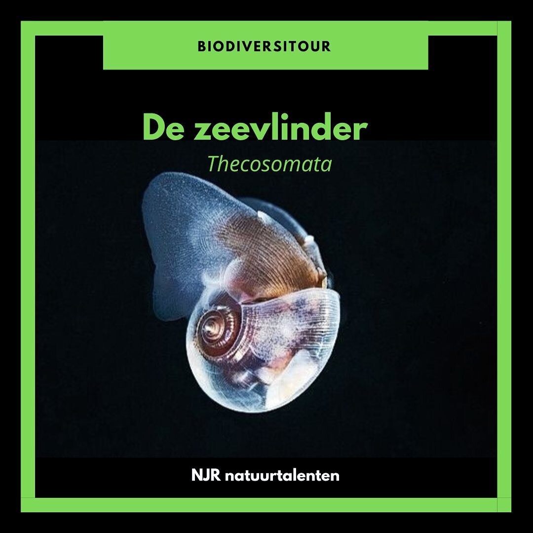 Beste lezers en natuurenthousiastelingen hierbij de biodiversiteit van deze week: de zeevlinder/ vleugelslak. Een prachtig beestje die maar weer eens de diversiteit van het leven op aarde onder de ogen brengt.  Bron: Verzurende oceaan brengt zeevlind