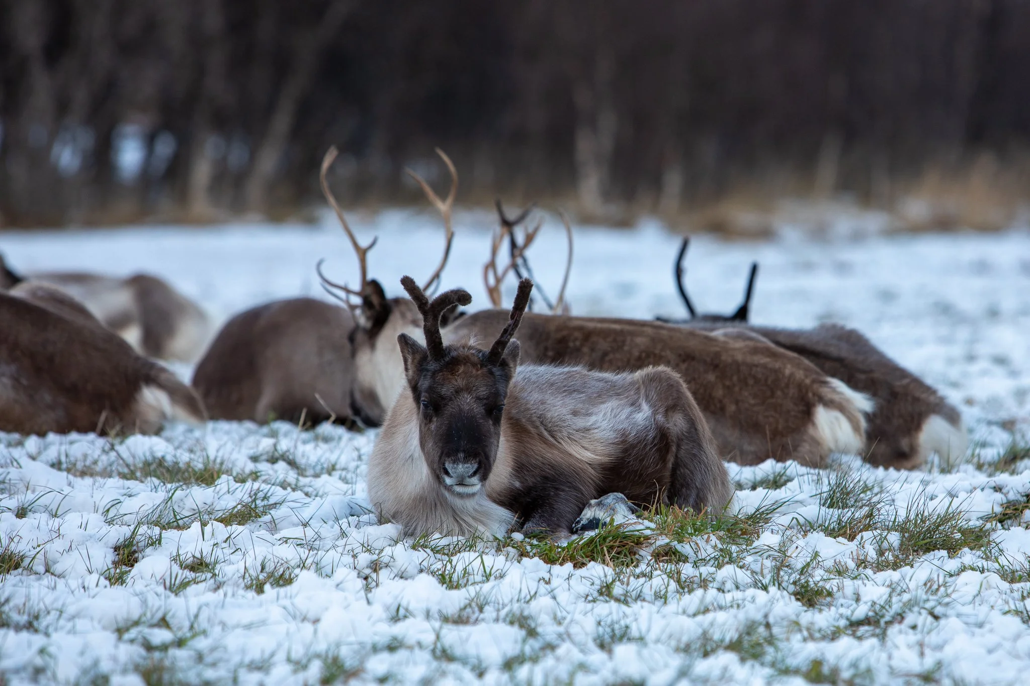 Reindeers.jpeg