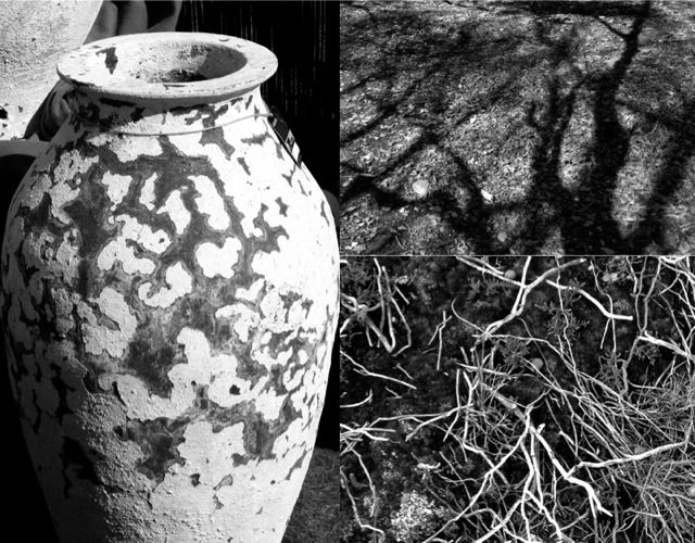 translatable+patterns+in+nature.jpg