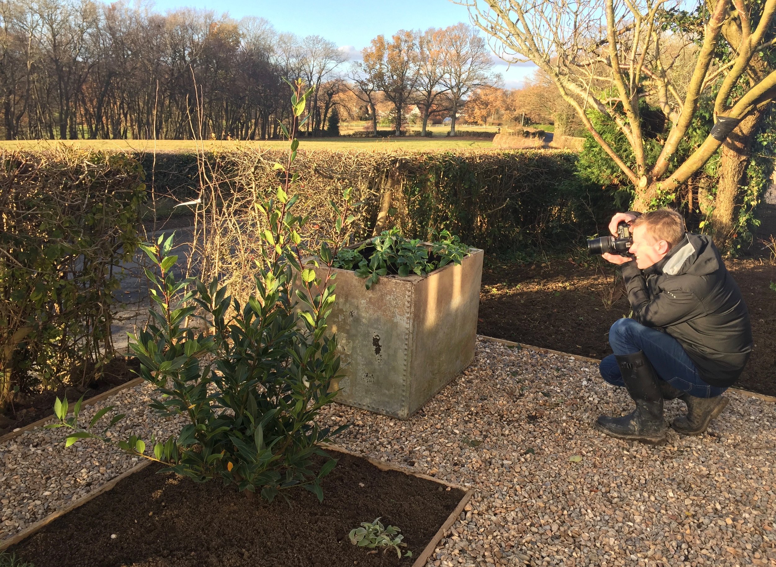Old water tank planted with Helleborus