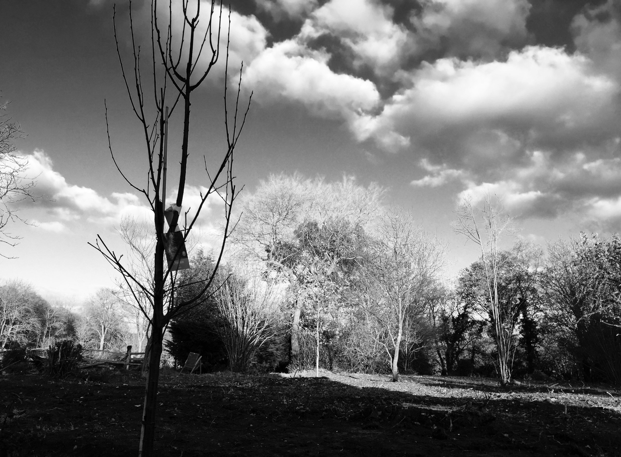 New and existing trees at the end of the day