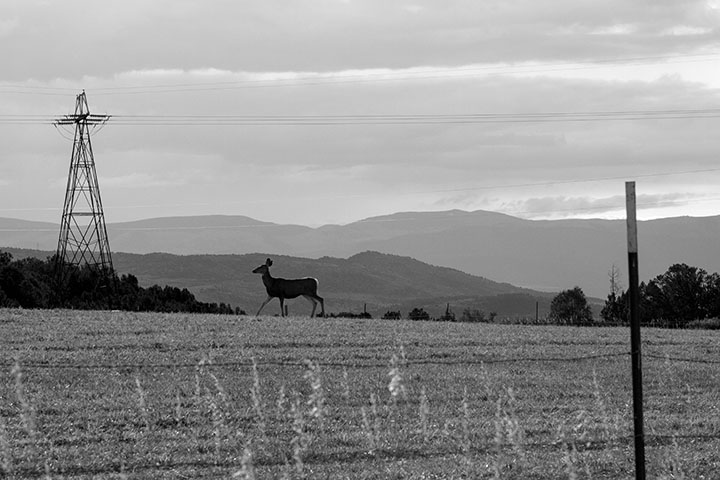 Oh Deer