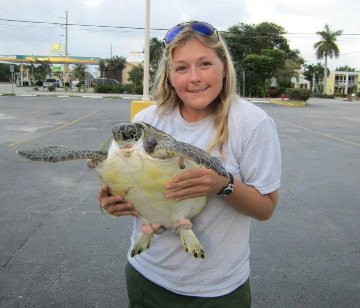 turtle.jpg