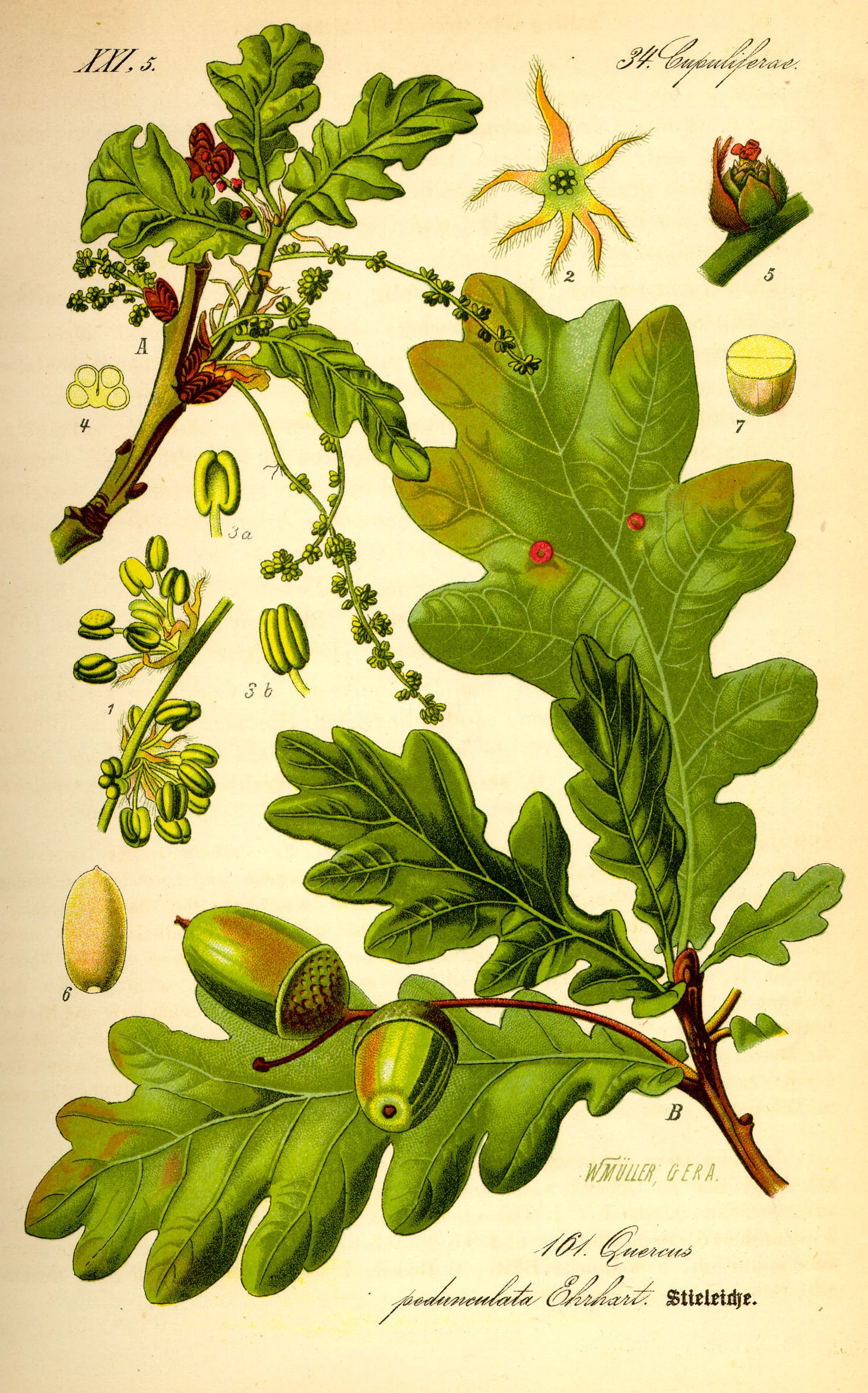 Quercus robur. Drawing by Prof. Dr. Otto Wilhelm Thomé Flora von Deutschland, Österreich und der Schweiz 1885, Gera, Germany.