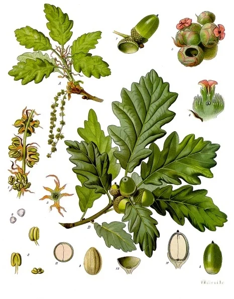 Quercus petraea , from Franz Eugen Köhler, Köhler's Medizinal-Pflanzen
