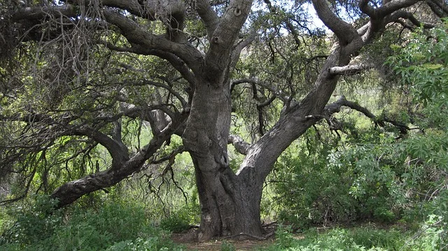  California oak tree, photo by vonriesling, via pixabay . 