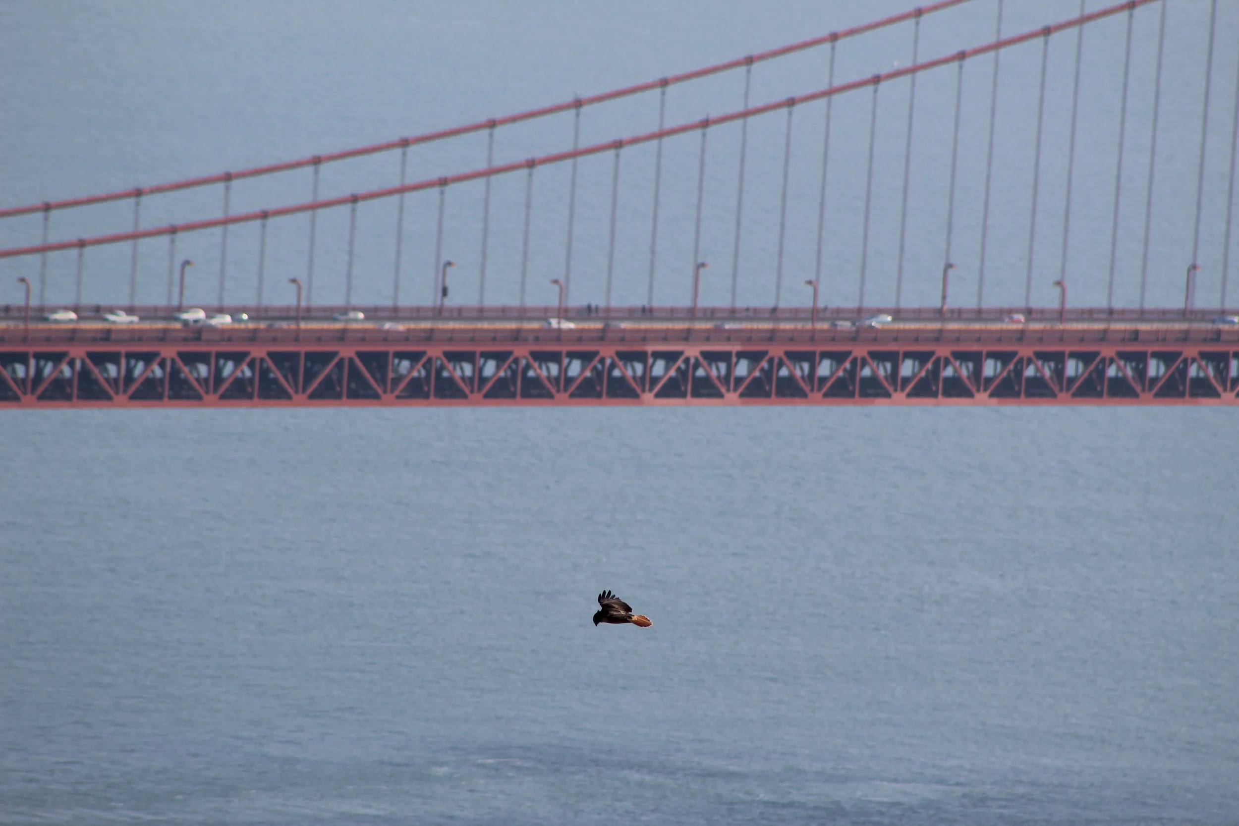An adult Red-tailed Hawk hovers in front of the Golden Gate Bridge during the peak of migration.