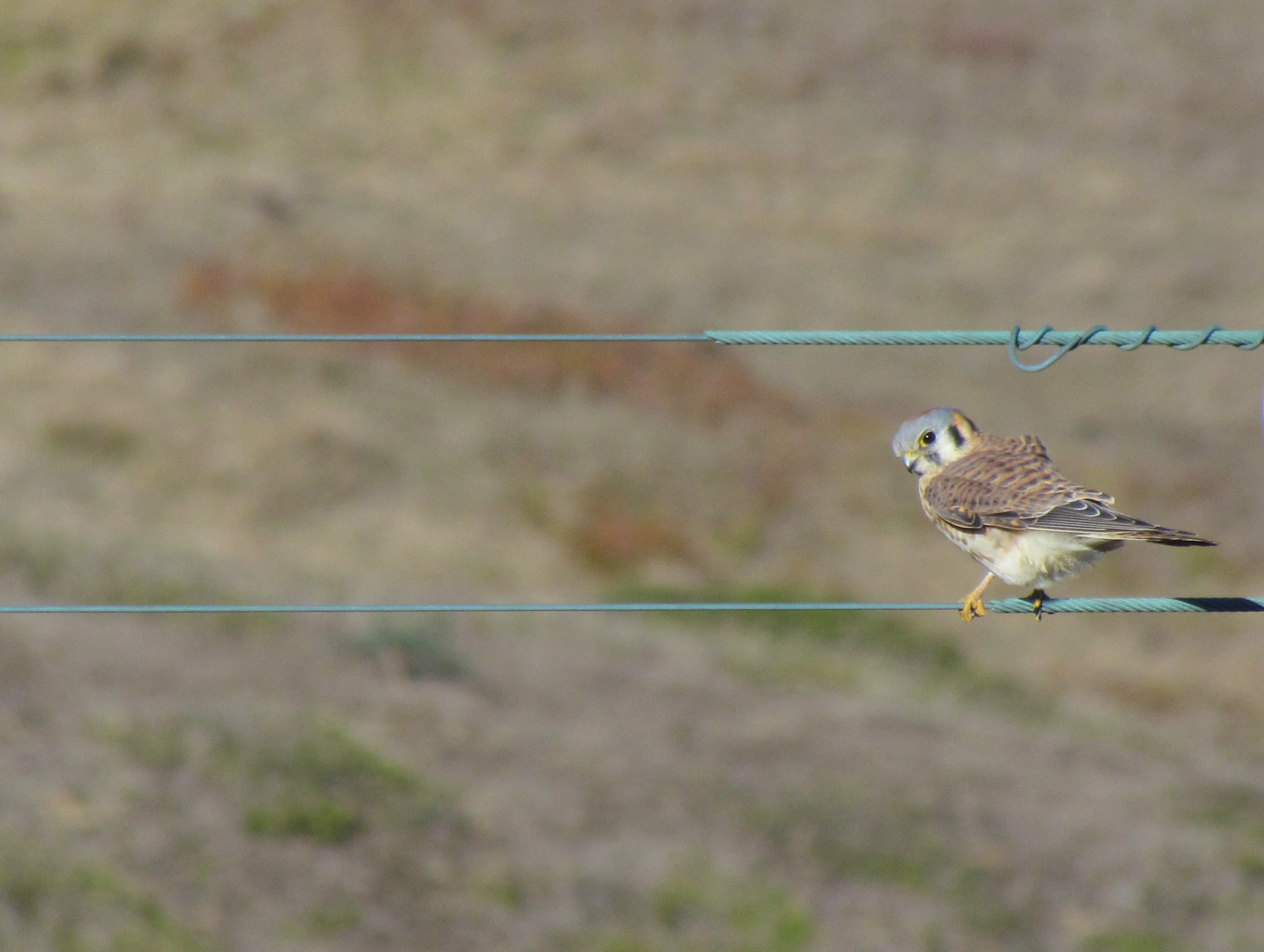 American Kestrels like this one are nesting earlier and migrating later due to warming temperatures.