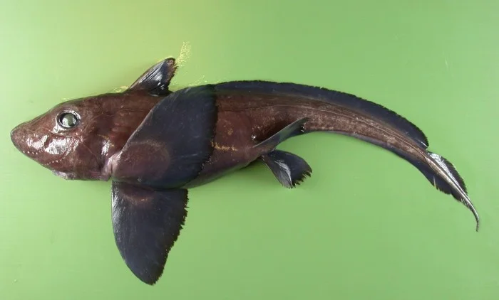 A small-eyed rabbitfish (hydrolagus affinis). Photographs courtesy of the Pacific Shark Research Center