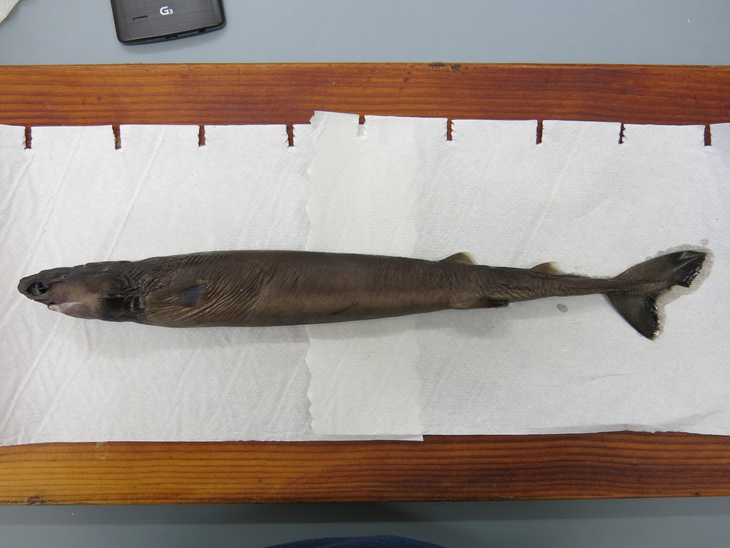 Cookiecutter shark