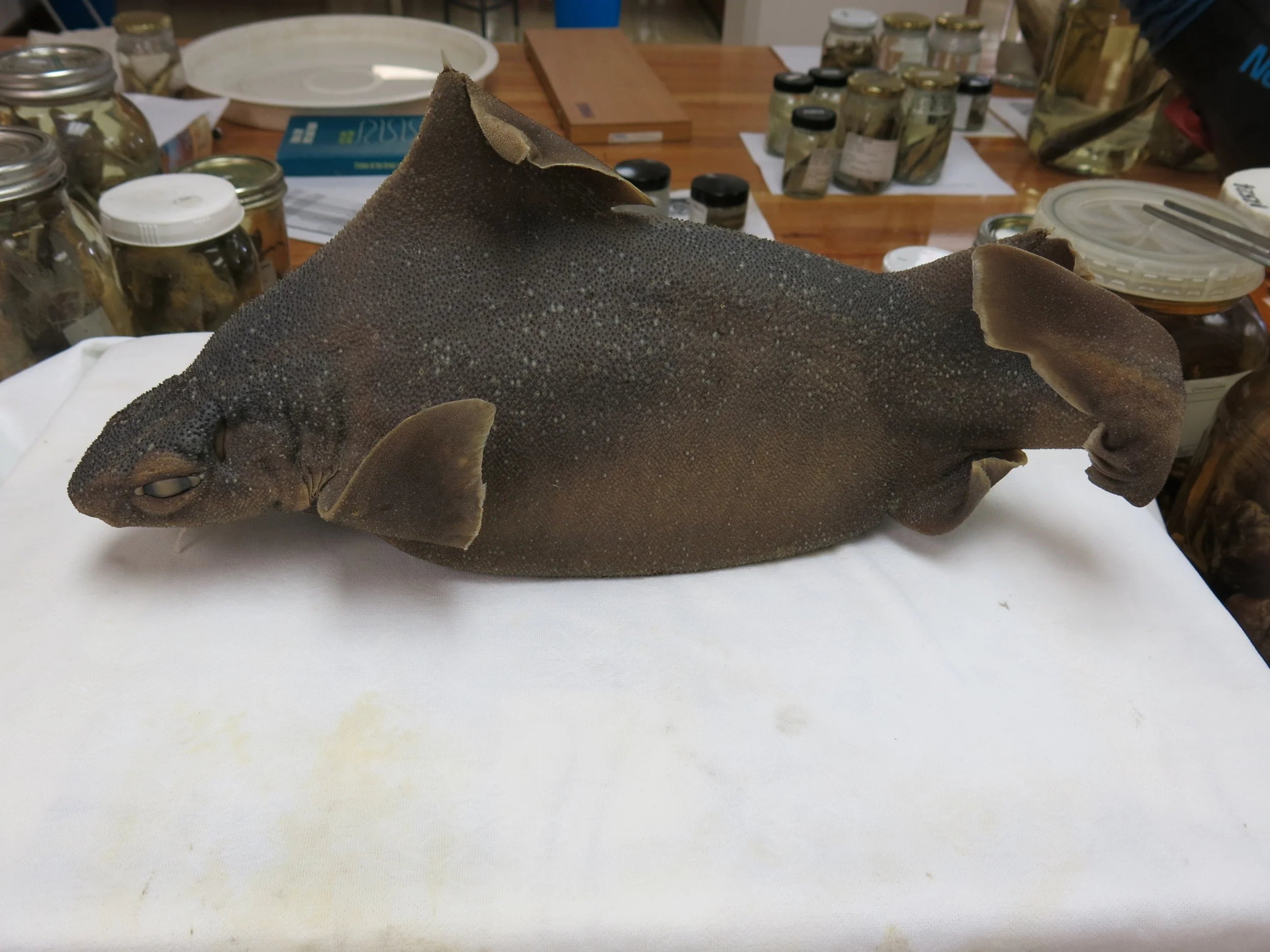 roughskin shark