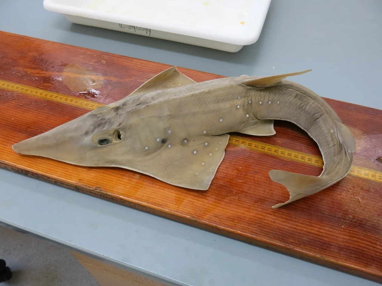 Wedgefish