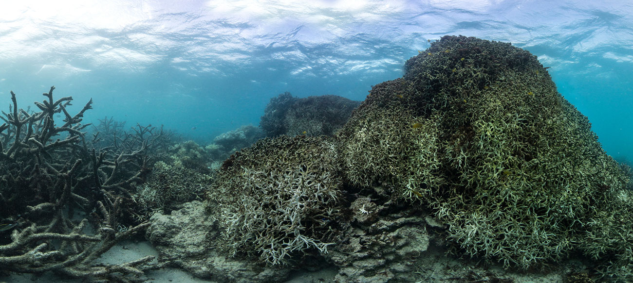 Coral on Lizard Island on Great Barrier Reef, May 2016. Photograph: The Ocean Agency